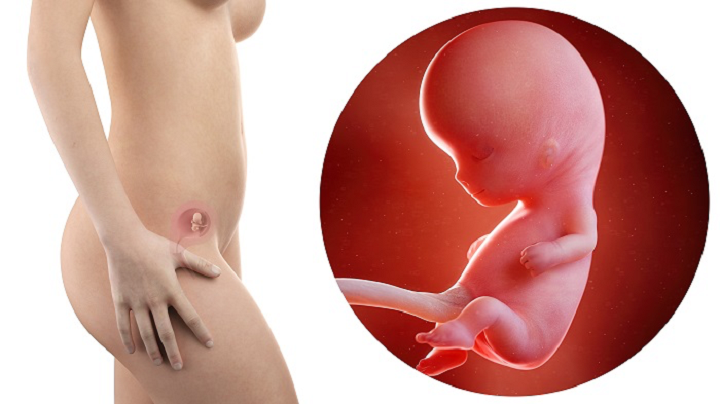 thai 10 tuần phát triển như thế nào